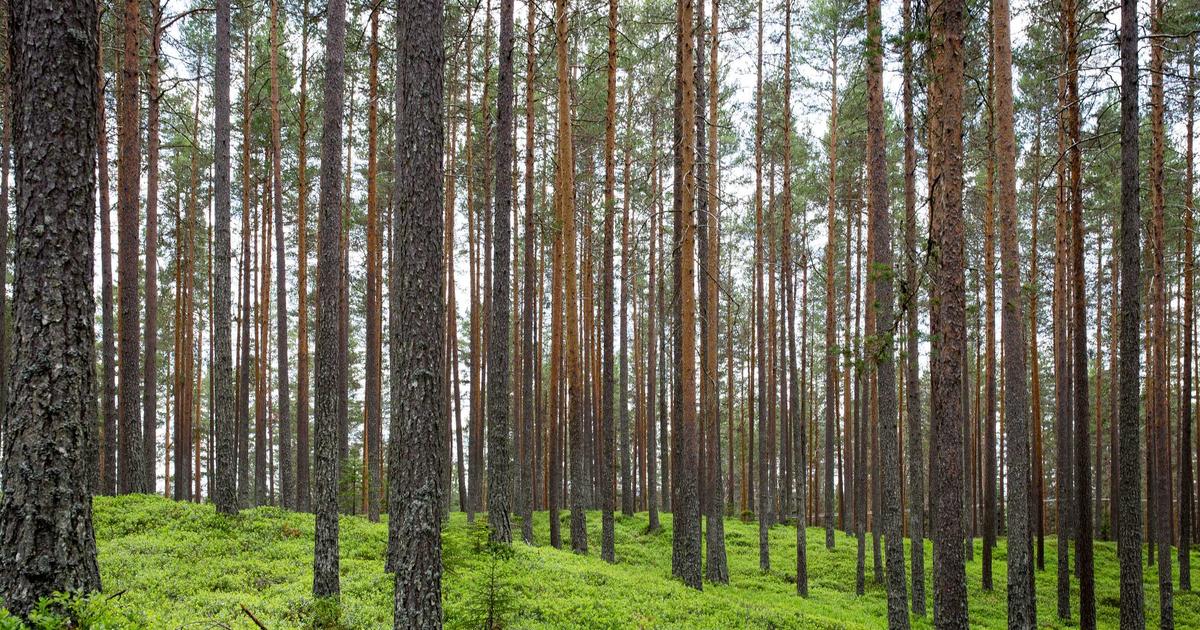 Lottie×ReactでWebアニメーション実装