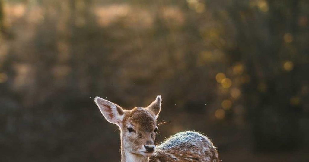 RemotionでデータをReactコンポーネントとして動画化