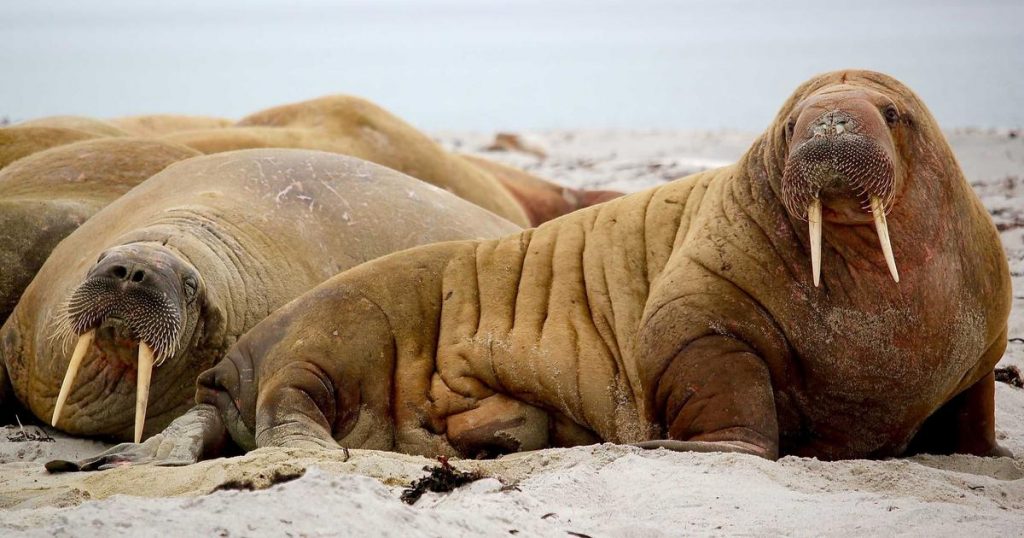 ショート動画台本AI自動生成